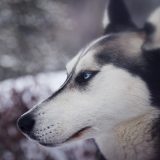 Lapland Husky